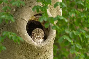 Forrest: Tawny Owl (Strix aluco) resting in nest hole in
