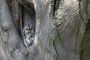Cavity: Tawny Owl (Strix aluco) resting in tree cavity