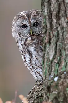 Aluco: Tawny owl (Strix aluco) sits on branch, captive
