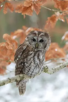 Aluco: Tawny owl (Strix aluco) sits on branch, captive