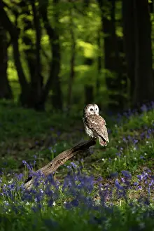Tawny: Tawny owl (Strix aluco) sitting in a bluebell (Hyacinthoides