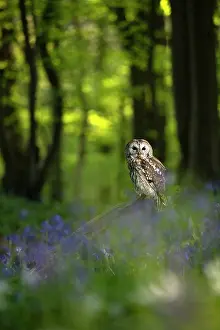 Tawny: Tawny owl (Strix aluco) sitting in a bluebell (Hyacinthoides