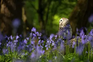 Tawny: Tawny owl (Strix aluco) sitting in a bluebell (Hyacinthoides