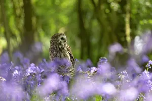 Tawny: Tawny owl (Strix aluco) sitting in a bluebell (Hyacinthoides