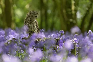Tawny: Tawny owl (Strix aluco) sitting in a bluebell (Hyacinthoides