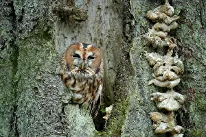 Cavity: Tawny owl (Strix aluco), in a tree cavity, Czech