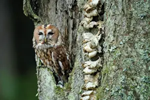 Cavity: Tawny owl (Strix aluco), in a tree cavity, Czech