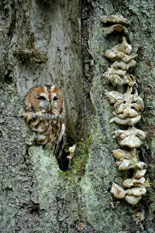 Cavity: Tawny owl (Strix aluco), in a tree cavity, Czech