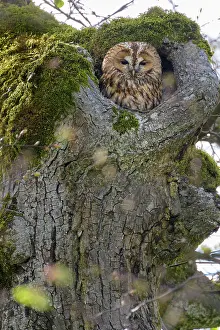 Royal: Tawny Owl (Strix aluco) in tree cavity, Nymphenb
