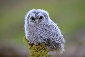Tawny: Tawny owl (Strix aluco), young bird sits on mossed