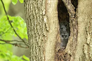 Cavities: Tawny Owl (Strix aluco) youngs at nest, Vaud countryside