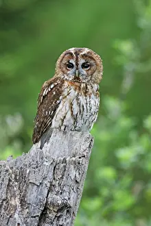 Tawny: Tawny Owl - on stump
