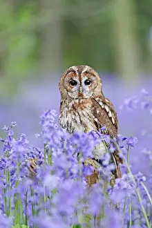 Tawny: Tawny Owl - on stump in bluebell wood