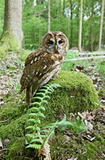Tawny: Tawny Owl - on stump in woodland