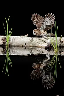 Taking: Tawny owl - taking off - showing reflection