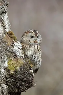 300817: Tawny Owl on Tree - Cornwall - UK
