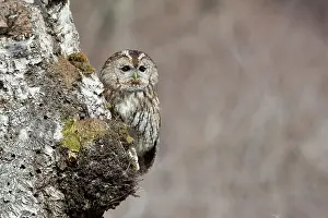 300817: Tawny Owl on Tree - Cornwall - UK