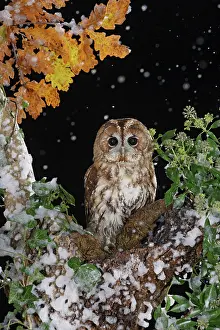 Falling: Tawny owl - on tree in falling snow
