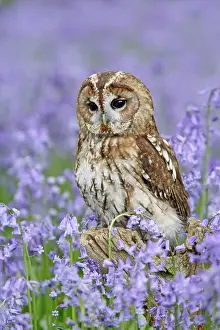 Tawny: Tawny Owl - on tree stump in bluebell wood