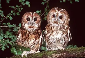 Staring: TAWNY OWL - x two, pair perched on branch