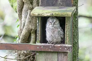 Tawny: Tawny Owl - Young - UK