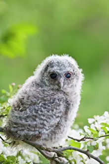 Expressioins: Tawny owl - youngster on blossom