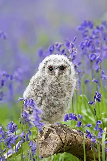 Expressioins: Tawny owl - youngster in bluebell woodland