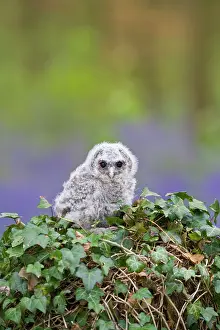 Expressioins: Tawny owl - youngster in bluebell woodland resting on ivy