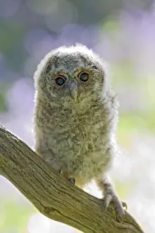 Expressioins: Tawny owl - youngster on branch in bluebell woodland
