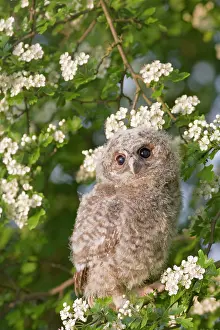 Expressioins: Tawny owl - youngster in may blossom