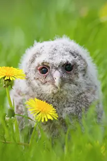 Expressioins: Tawny owl - youngster in meadow