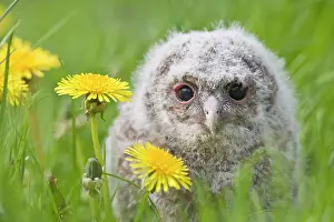 Expressioins: Tawny owl - youngster in meadow