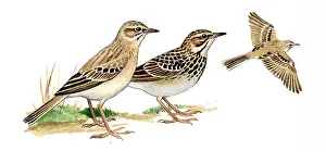 Anthus: Tawny Pipit