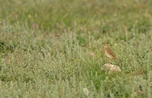 Anthus: Tawny Pipit (Anthus campestris) on ground, Danube