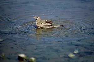 Pipits: Tawny Pipit - bathing