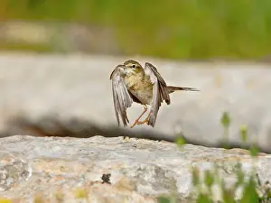 Anthus: Tawny Pipit drying out wings after bathing