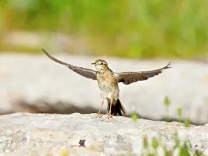 Anthus: Tawny Pipit drying out wings after bathing