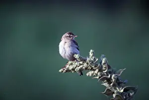 Pipit: TAWNY PIPIT - perched on tip of branch