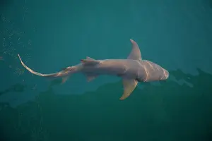 Kimberley: Tawny Shark - Off Raft Point Kimberley coast