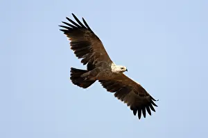 Rapax: Tawny / Steppes Eagle - pale form