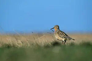 Dotterel: Tawny-Throated Dotterel