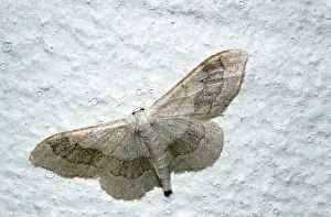 D. W. Greenslade: Tawny Wave Moth