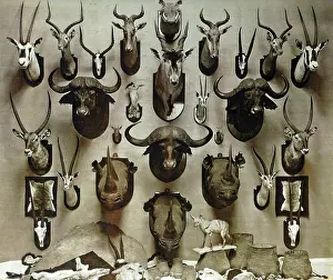 Taxidermy: Taxidermy: African Big Game hunting trophies by