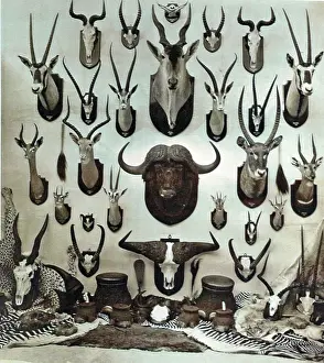 Taxidermy: Taxidermy: African Big Game hunting trophies by