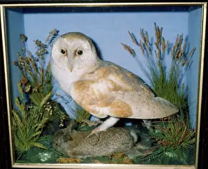 Pat Morris: Taxidermy - Barn Owl