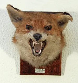 Trophy: Taxidermy: Fox head mount trophy by Army & Navy