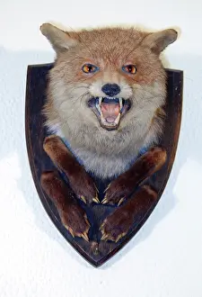 Trophy: Taxidermy: Fox head mount trophy by Bartlett of