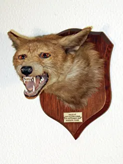 Trophy: Taxidermy: Fox head mount trophy by Peter Spicer