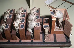 Model: Taxidermy - Frogs at school