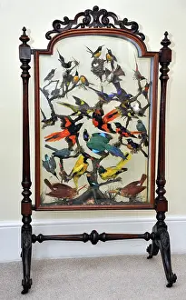Built: Taxidermy: furniture. Ornamental firescreen built